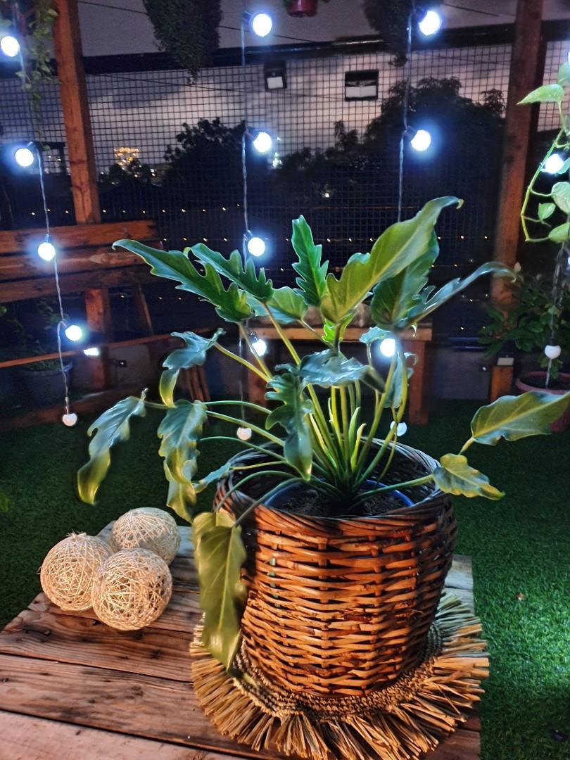 Fortune Plant Snake Plant Xanadu Plant Gardening Flowers Plants On Carousell
