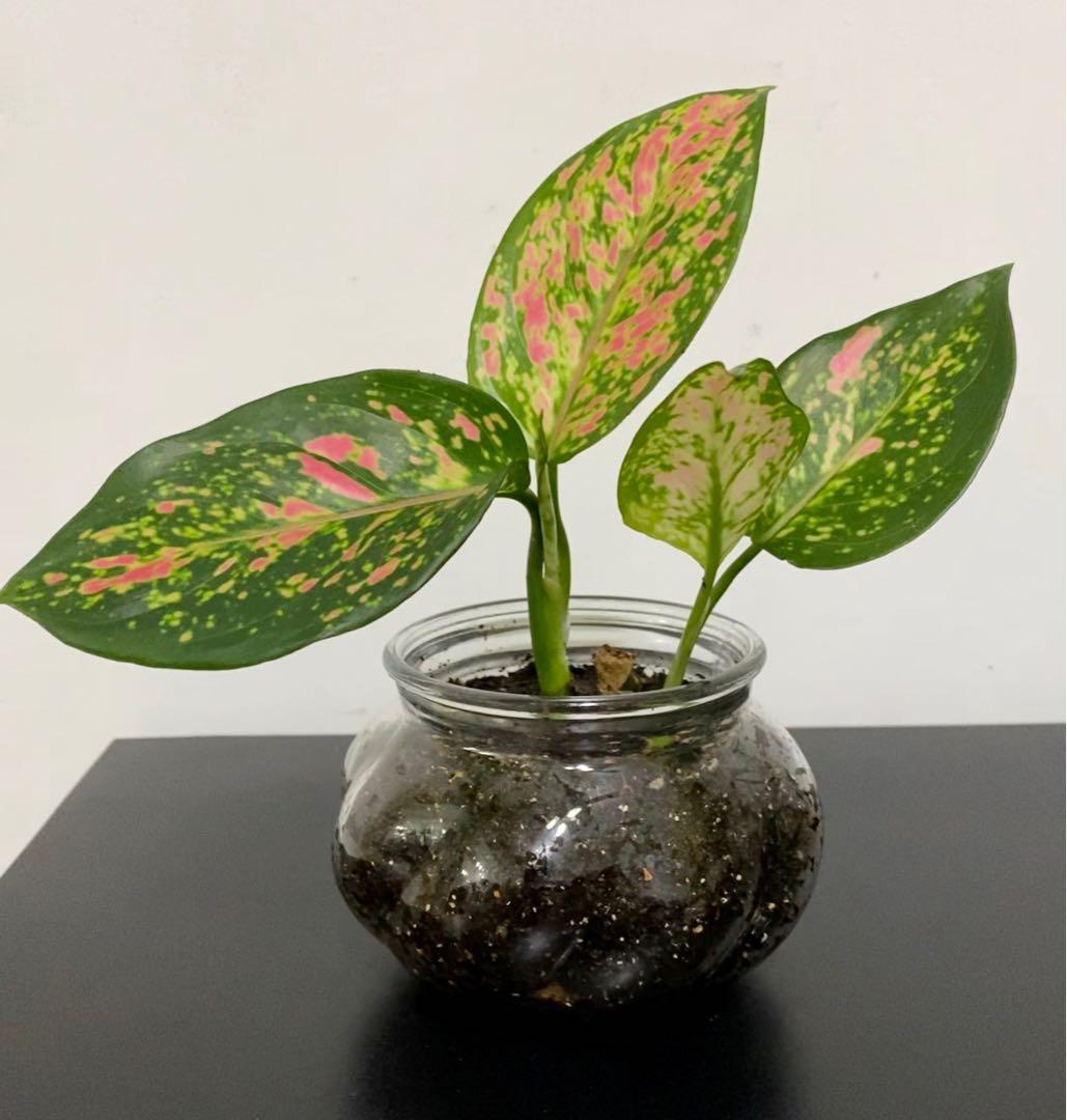 Neon Pothos / Red Pink Aglaonema Chinese Evergreen in Glass Planter