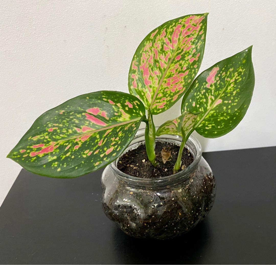 Neon Pothos / Red Pink Aglaonema Chinese Evergreen in