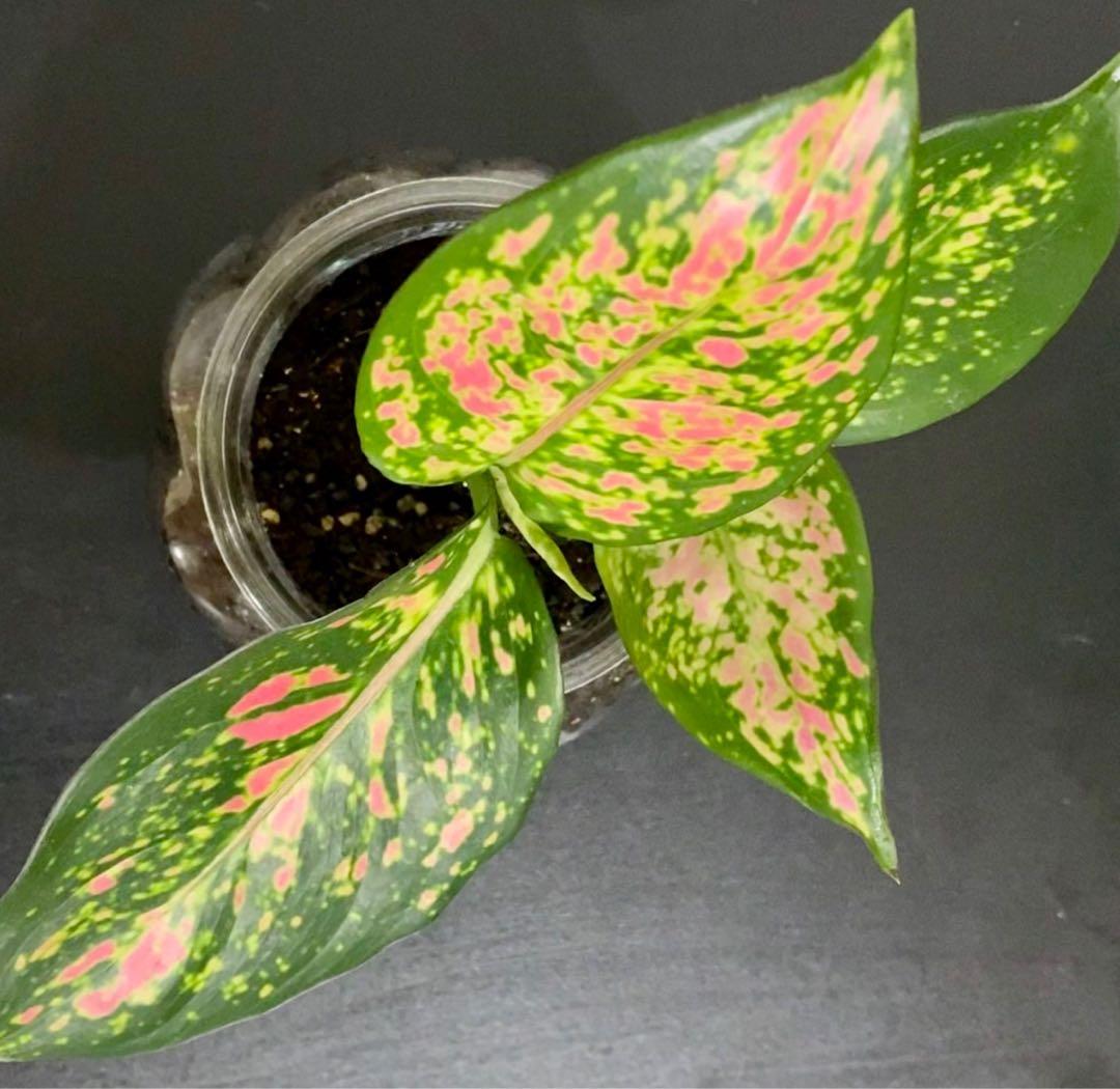 Neon Pothos / Red Pink Aglaonema Chinese Evergreen in