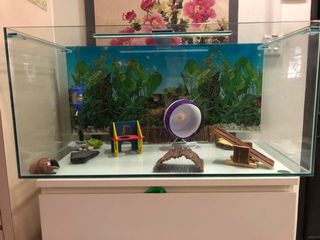(Category: ) located in . Submitted by paws_pot (Listing ID 1012827362, Image 1). Description: .