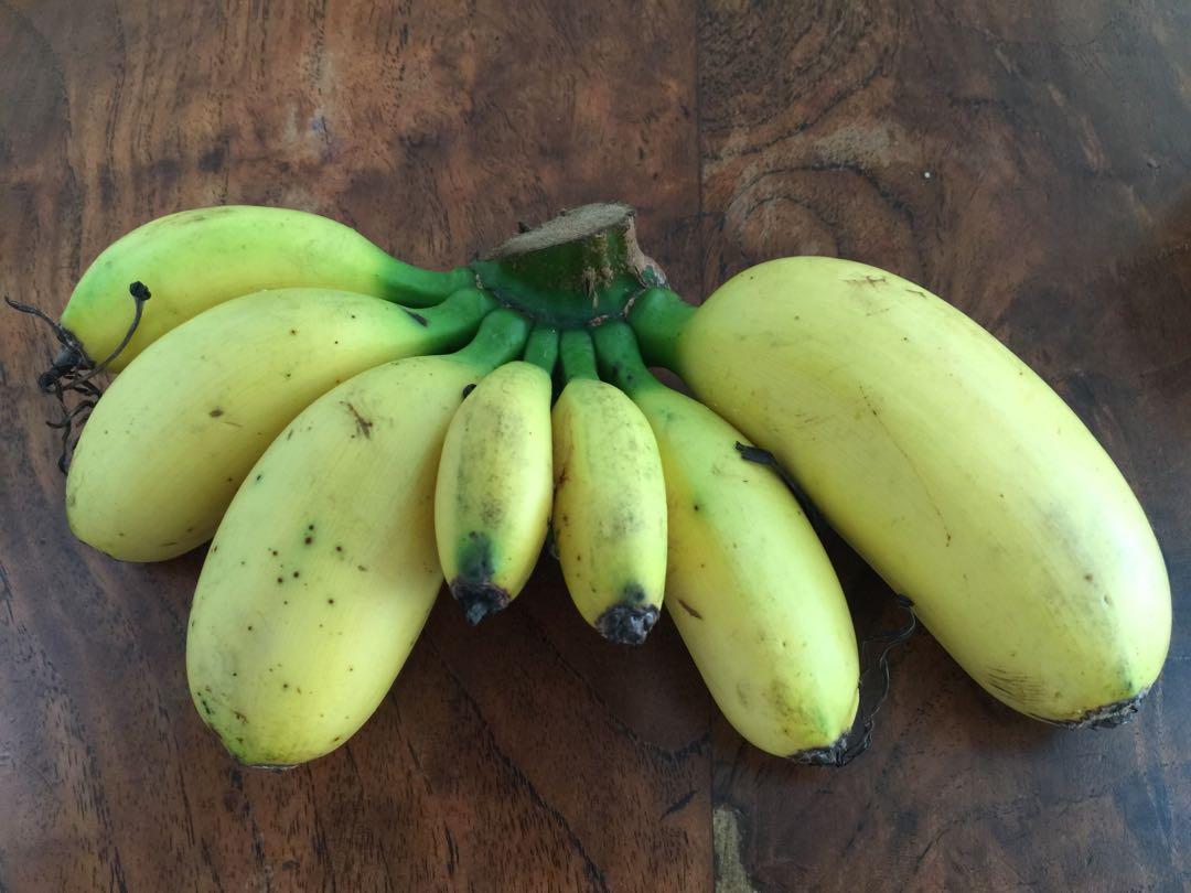 34 ft Bananas Plant (excl soil & pot), Furniture & Home Living