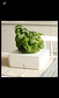 Growing Kits Gardening Carousell Singapore