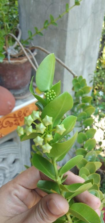 Hoya Densifolia Live Plant Indoor Furniture Home Living Gardening Plants Seeds On Carousell To me, the underside of the leaves feel even softer and fuzzier than the top. hoya densifolia live plant indoor