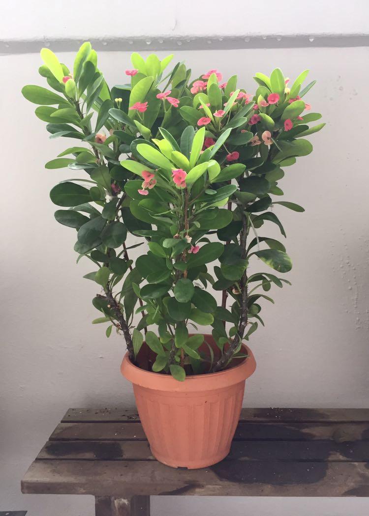 ☘️Lovely Red Flowering Crown of Thorns Christ Plant Christ