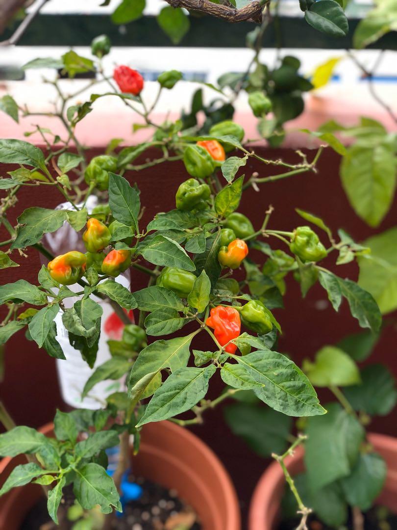 Red Habanero Chili Pepper Fruiting Potted Plant (Rare