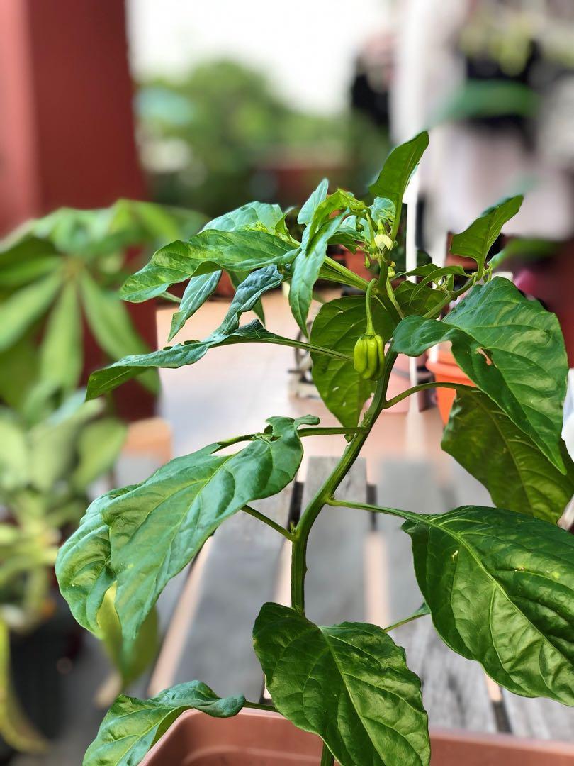 Red Habanero Chili Pepper Fruiting Potted Plant (Rare), Gardening