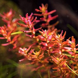 (Category: ) located in . Submitted by collectoraquatics (Listing ID 1013029929, Image 1). Description: .