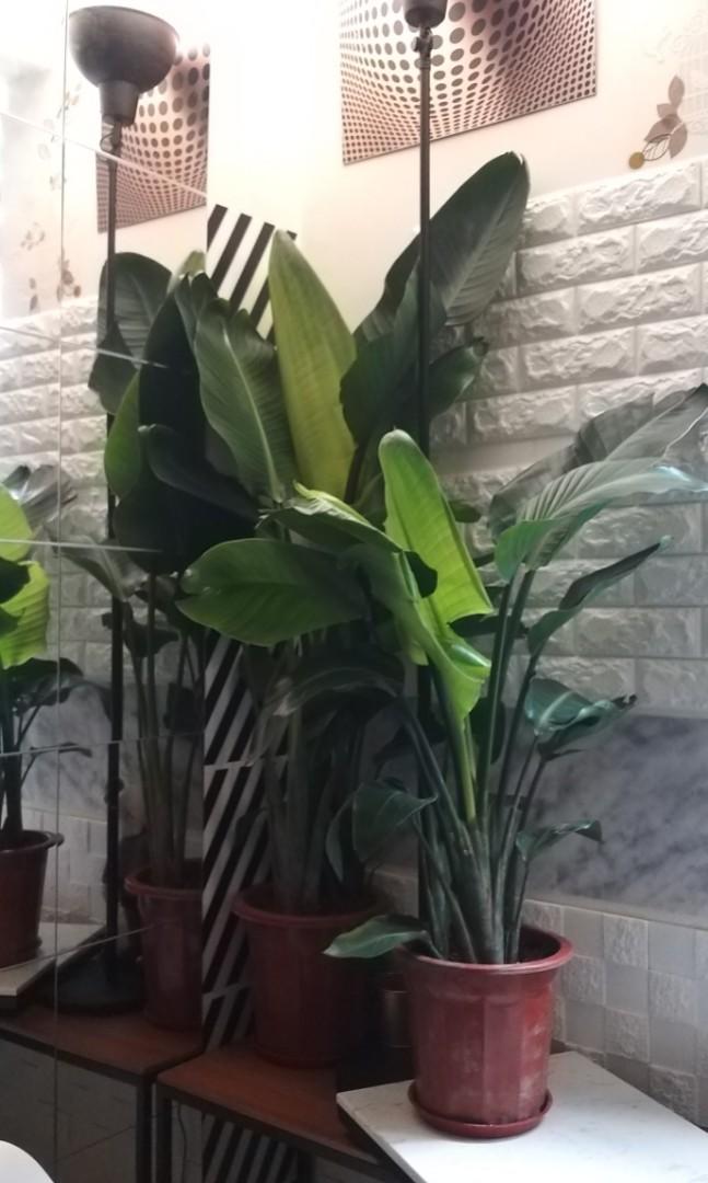Tree Plant Palm / Coconut / Banana Leaf House Plants, 傢俬＆家居, Gardening