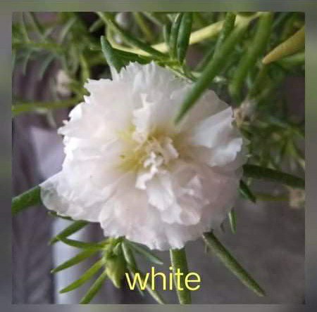 Vietnam Rose Furniture Home Living Gardening Plants Seeds On Carousell Vietnam Rose Furniture Home Living Gardening Plants Seeds On Carousell