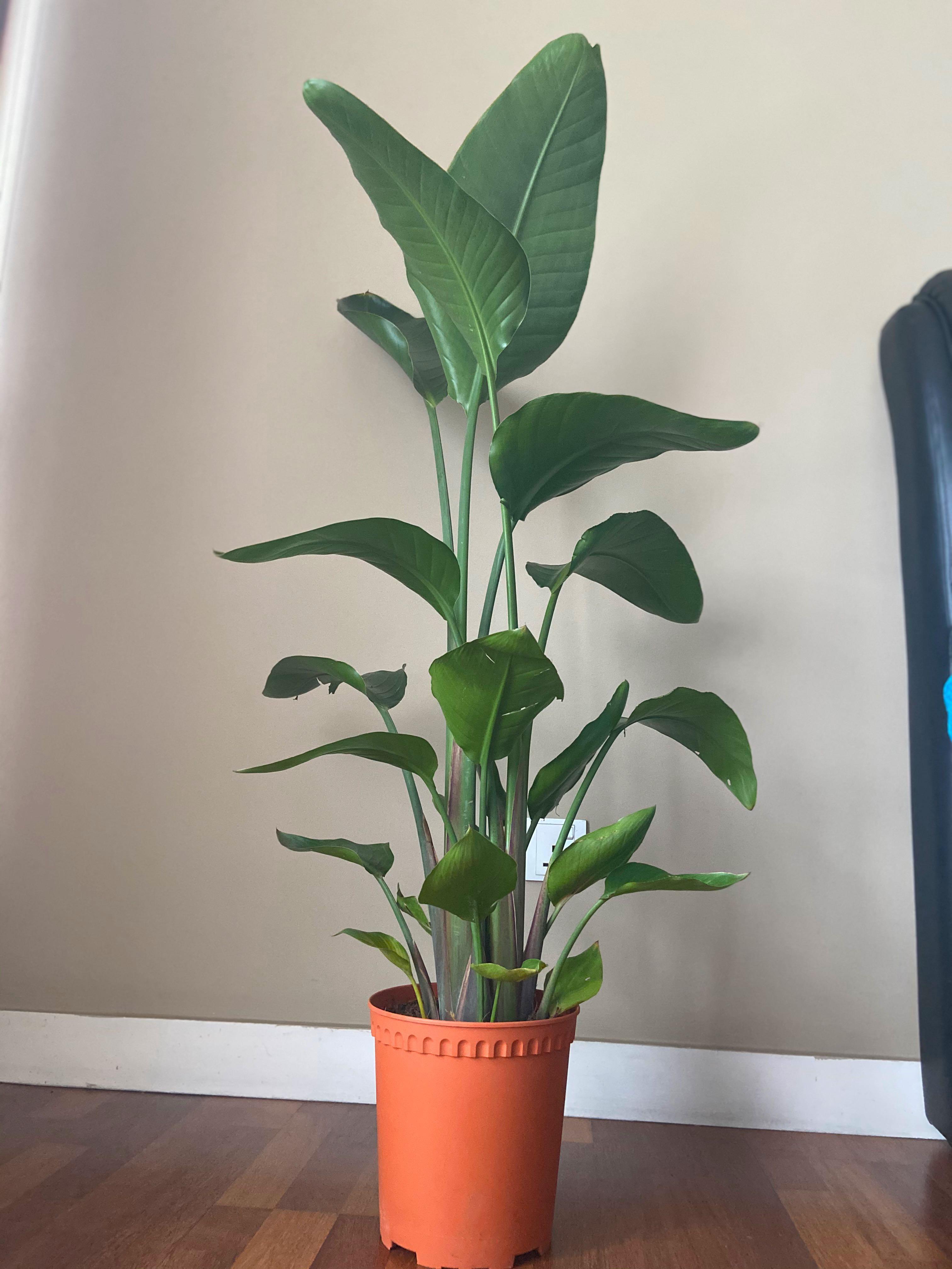 Xxl Big Strelitzia Nicolai Viral Tall Banana Plant Banana Plant Pokok Pisang White Bird Of Paradise Real Plant Pokok Hidup Home Furniture Gardening On Carousell