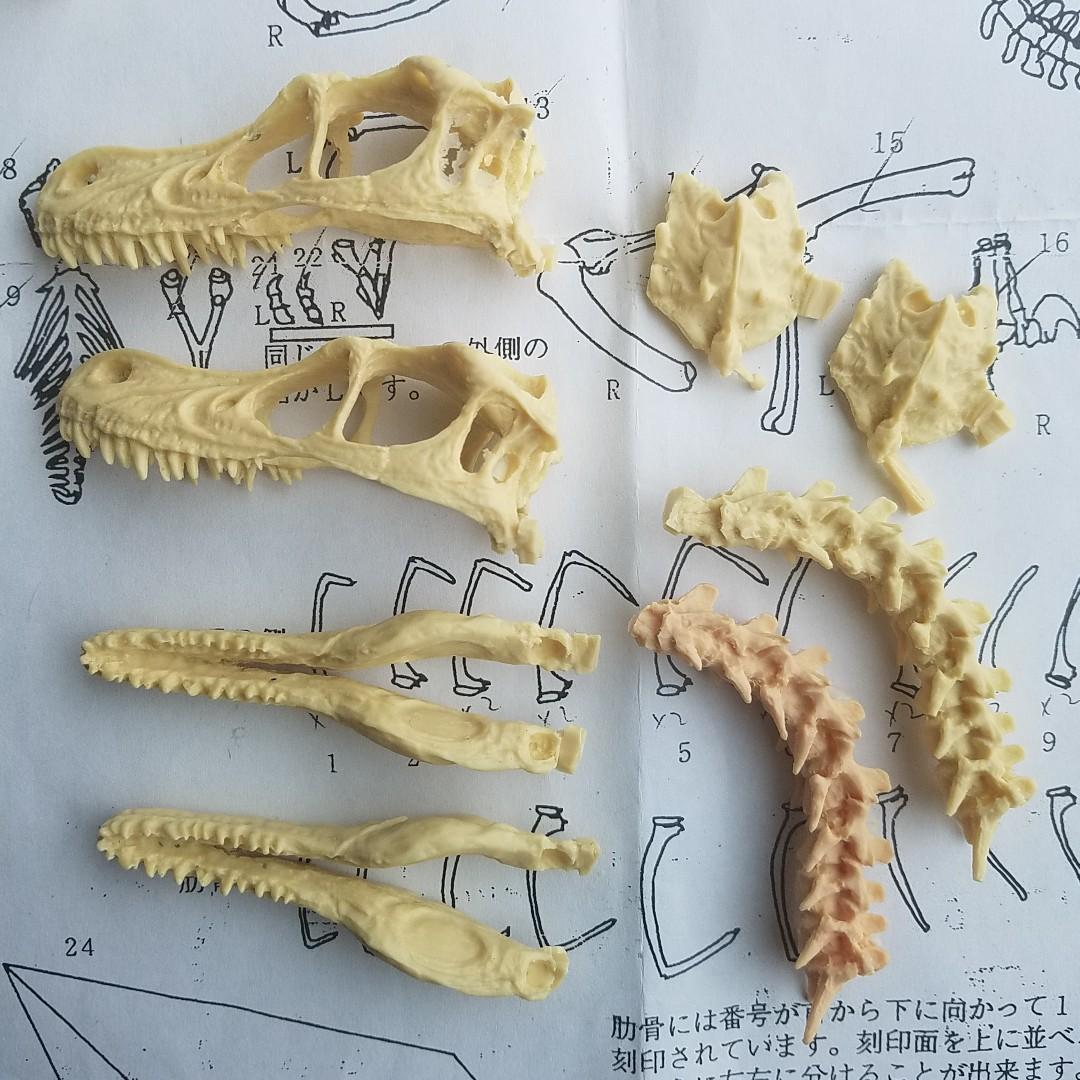 1 Velociraptor速龍骨架化石手辦模型kaiyodo 玩具 遊戲類 玩具 Carousell