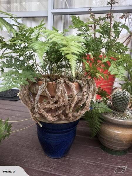 Black Rabbit’s Foot Fern Similar to Rabbit’s Foot Fern Rare Plant ...