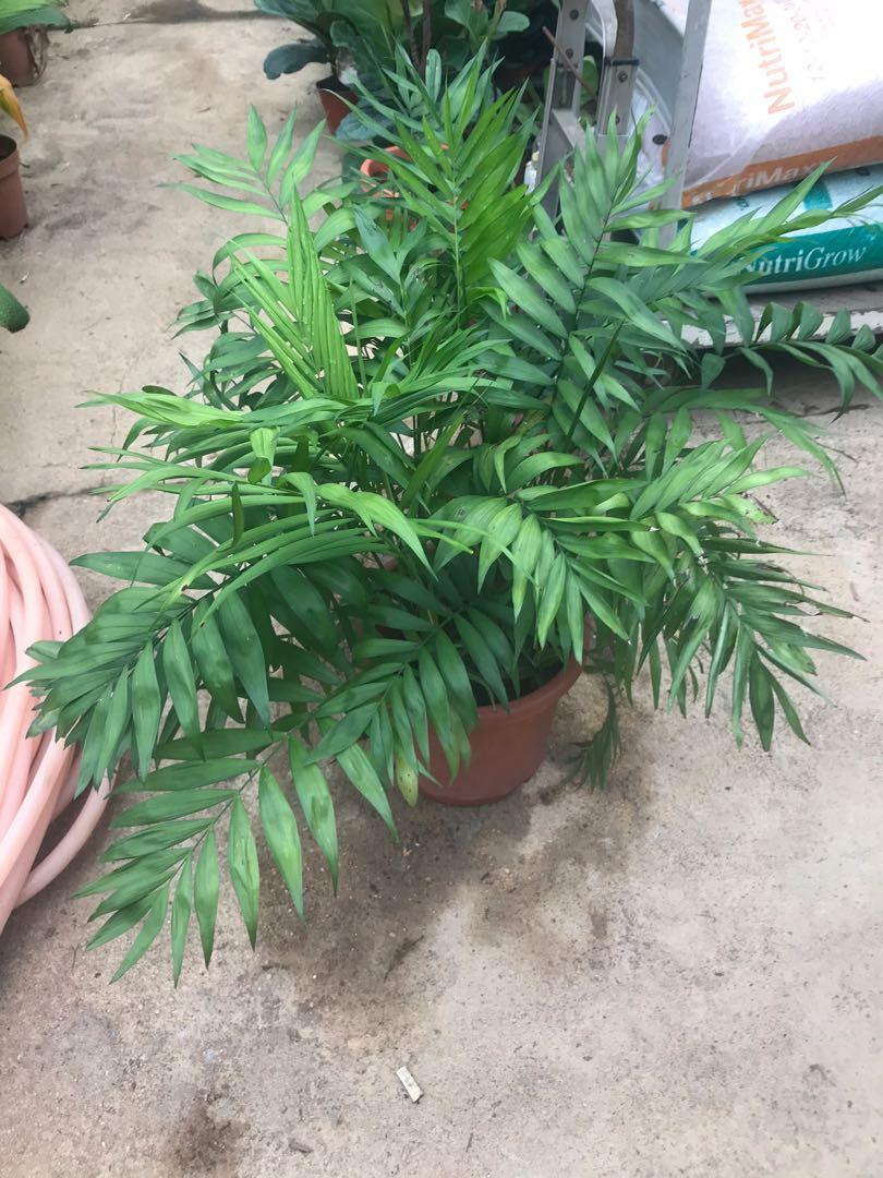 Chamaedorea Elegans Indoor Gardening Plants On Carousell