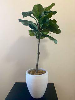 Faux Fig plant from Homesense
