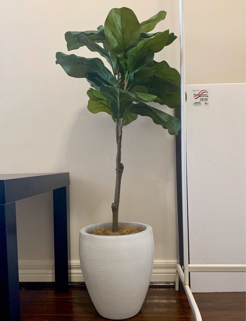 Faux Fig plant from Homesense