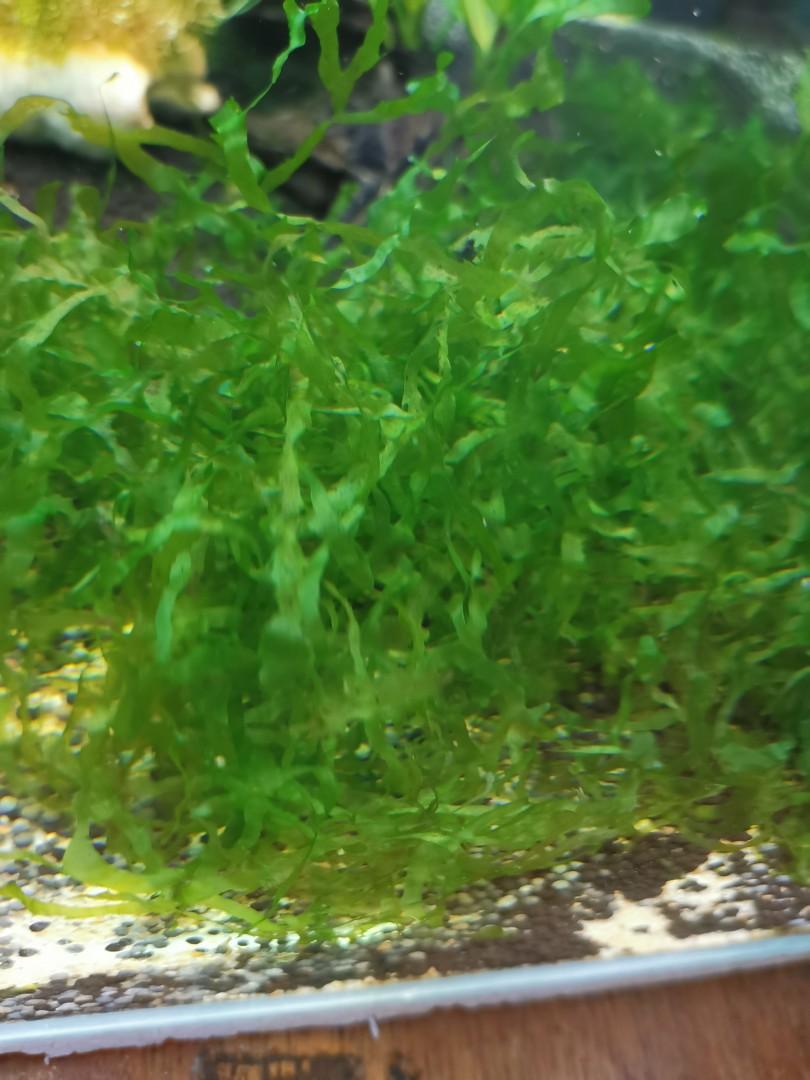 freshwater seaweed aquarium