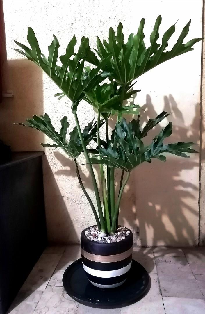 Lacy Tree Philodendron Gardening Flowers Plants On Carousell