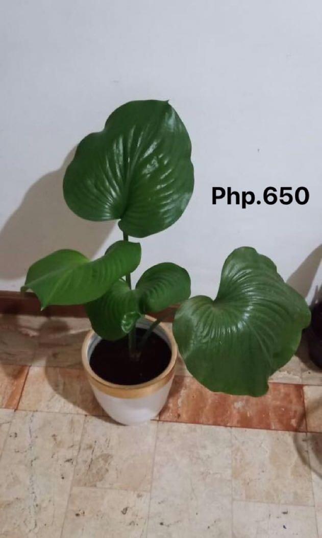Plant For Sale Gardening Flowers Plants On Carousell