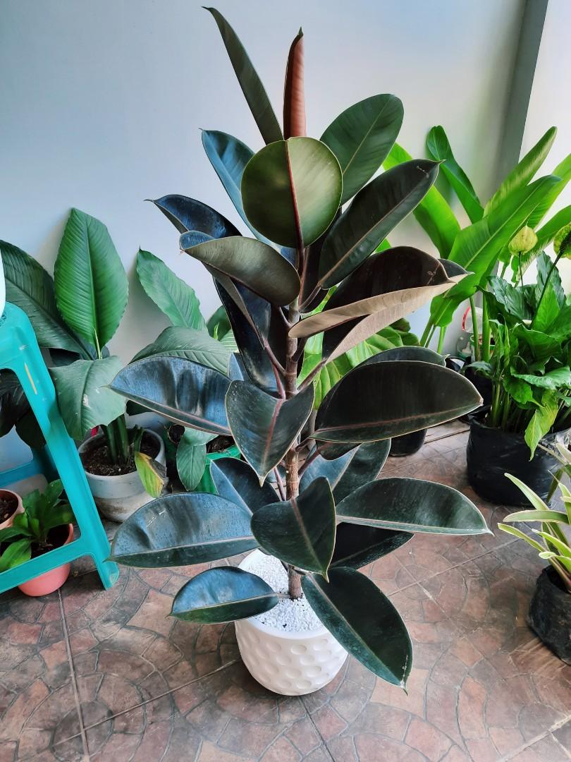 Rubber Tree for Sale, Furniture & Home Living, Gardening, Plants