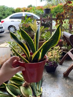 (Category: ) located in . Submitted by aevhouse (Listing ID 1013297913, Image 1). Description: .