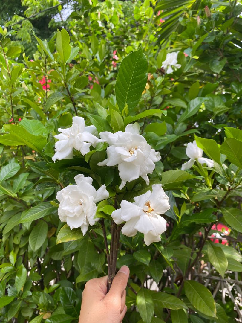 5 Pcs Rosal Gardenia Stem Cuttings Gardening Flowers Plants On Carousell