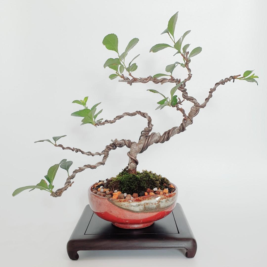 Bonsai Plant Sold Chaenomeles Japonica Cjb03 É¿å¯¿æ¢ Gardening Plants On Carousell