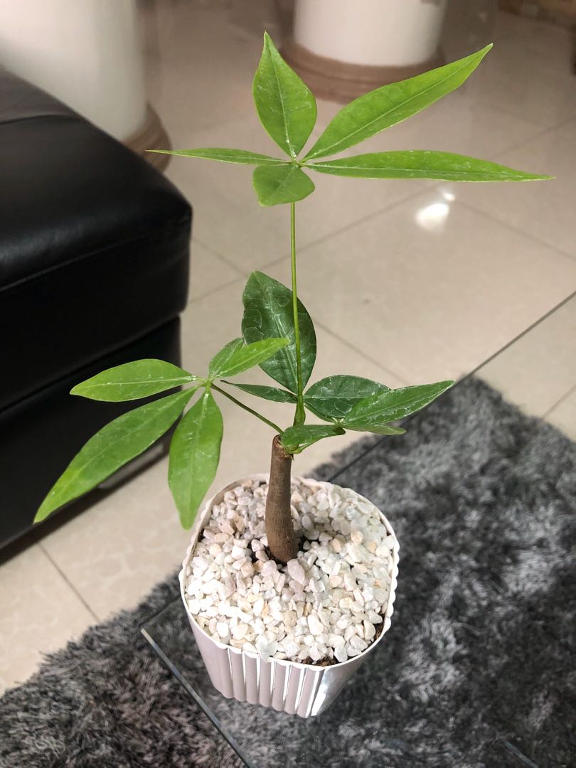 Gold money tree images
