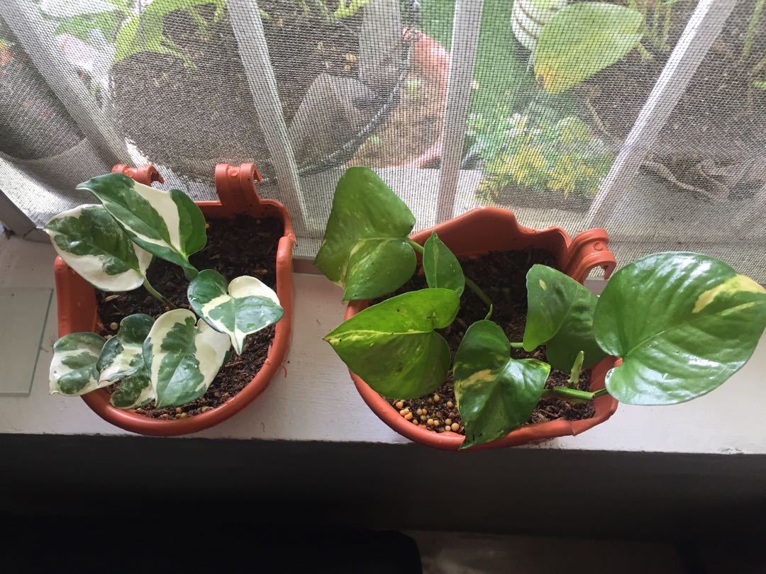 Golden Pothos And Pothos Njoy Gardening Flowers Plants On Carousell