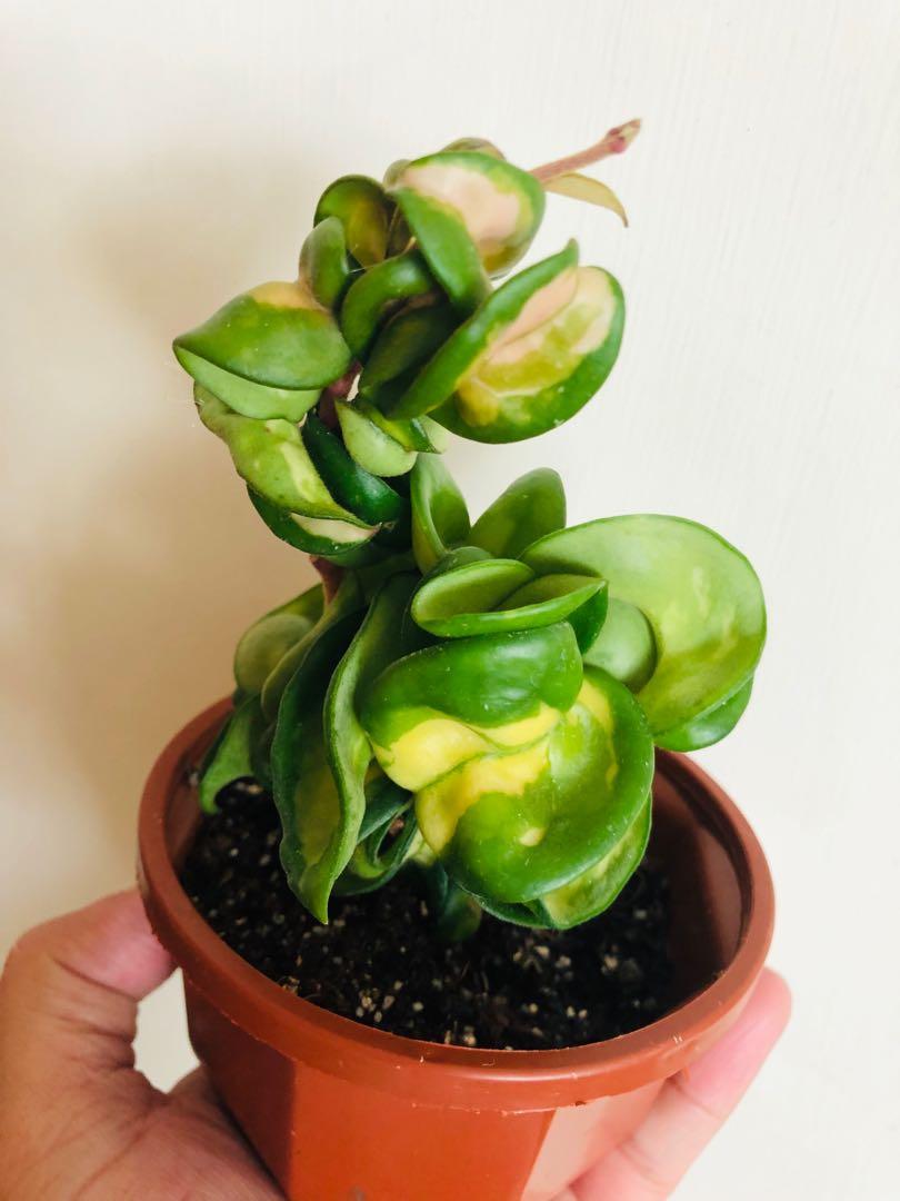 Hoya Compact Mauna Loa Rare, 傢俬＆家居, Gardening & Plants ...