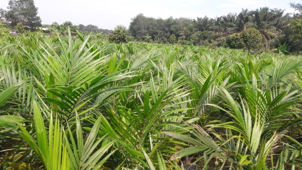 Jamin Tulen Benih Kelapa Sawit DxP Guthrie Felda Yangambi Oil Palm 
