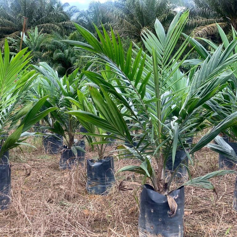 Jamin Tulen Benih Kelapa Sawit DxP Guthrie Felda Yangambi Oil Palm 