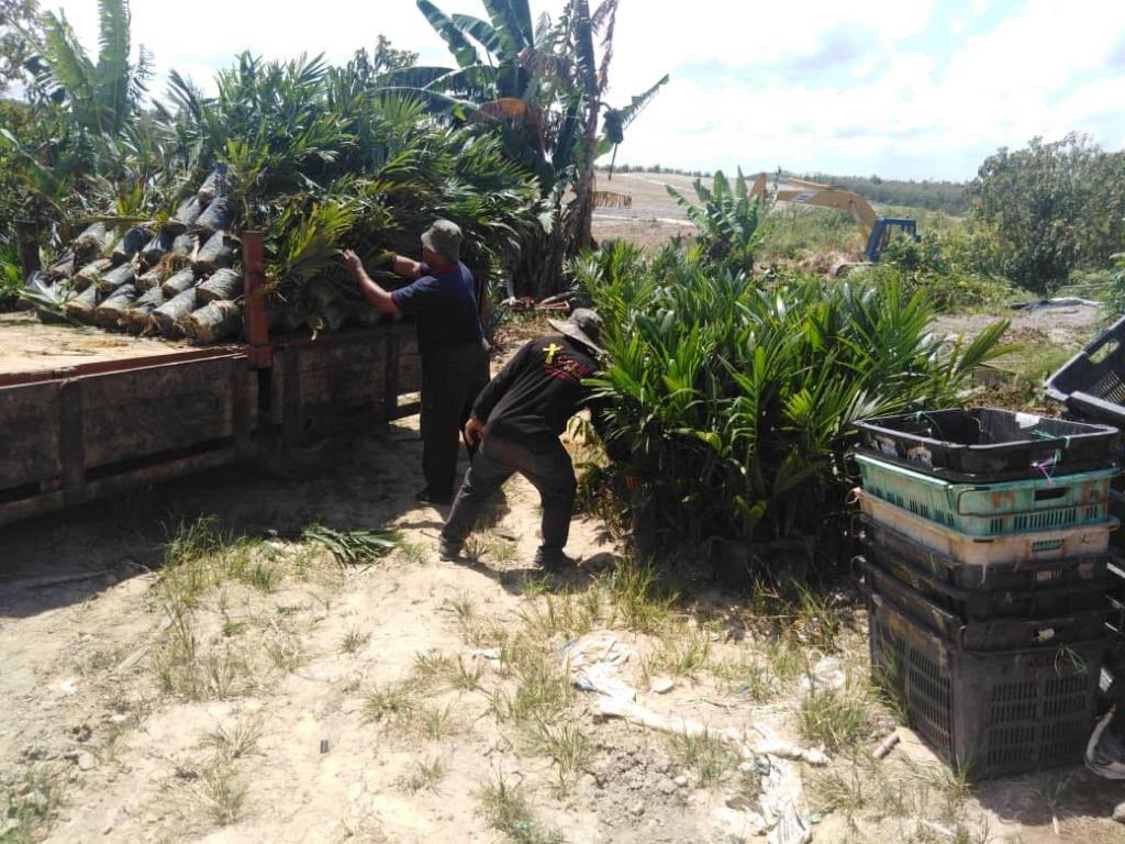 Jamin Tulen Benih Kelapa Sawit DxP Guthrie Felda Yangambi Oil Palm 