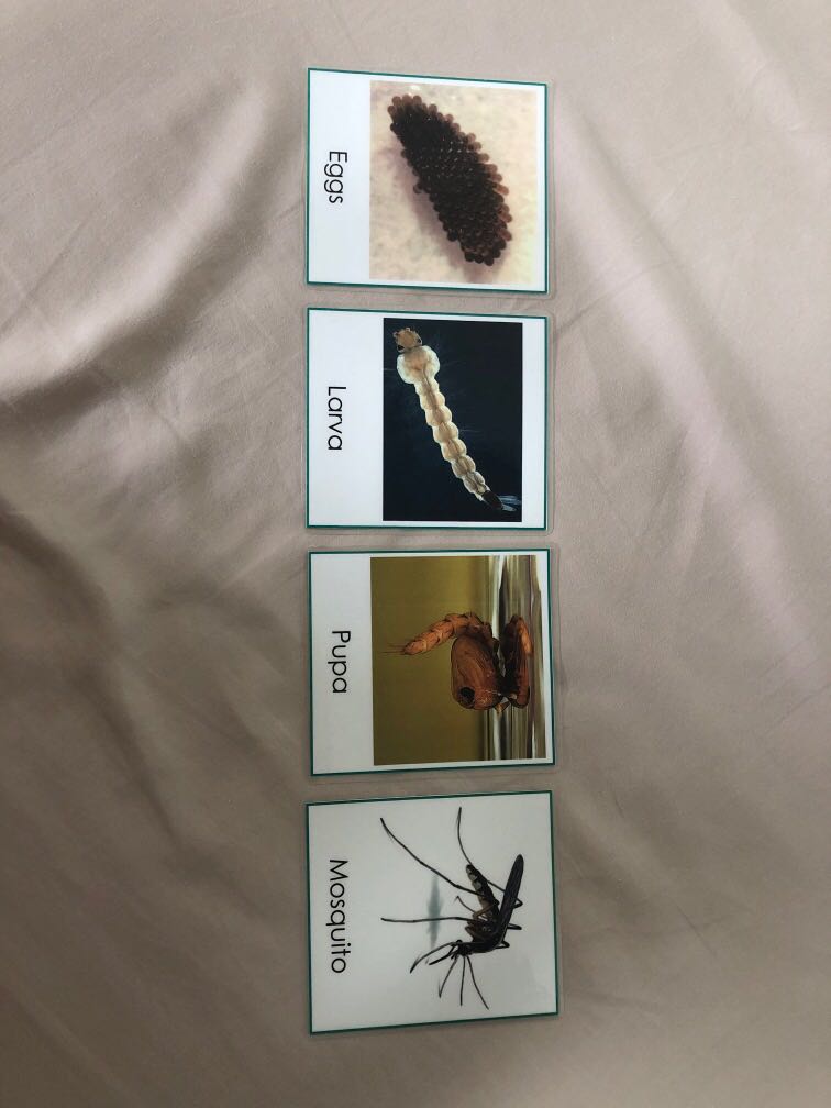 Life cycle of a mosquito cards laminated, Everything Else on Carousell