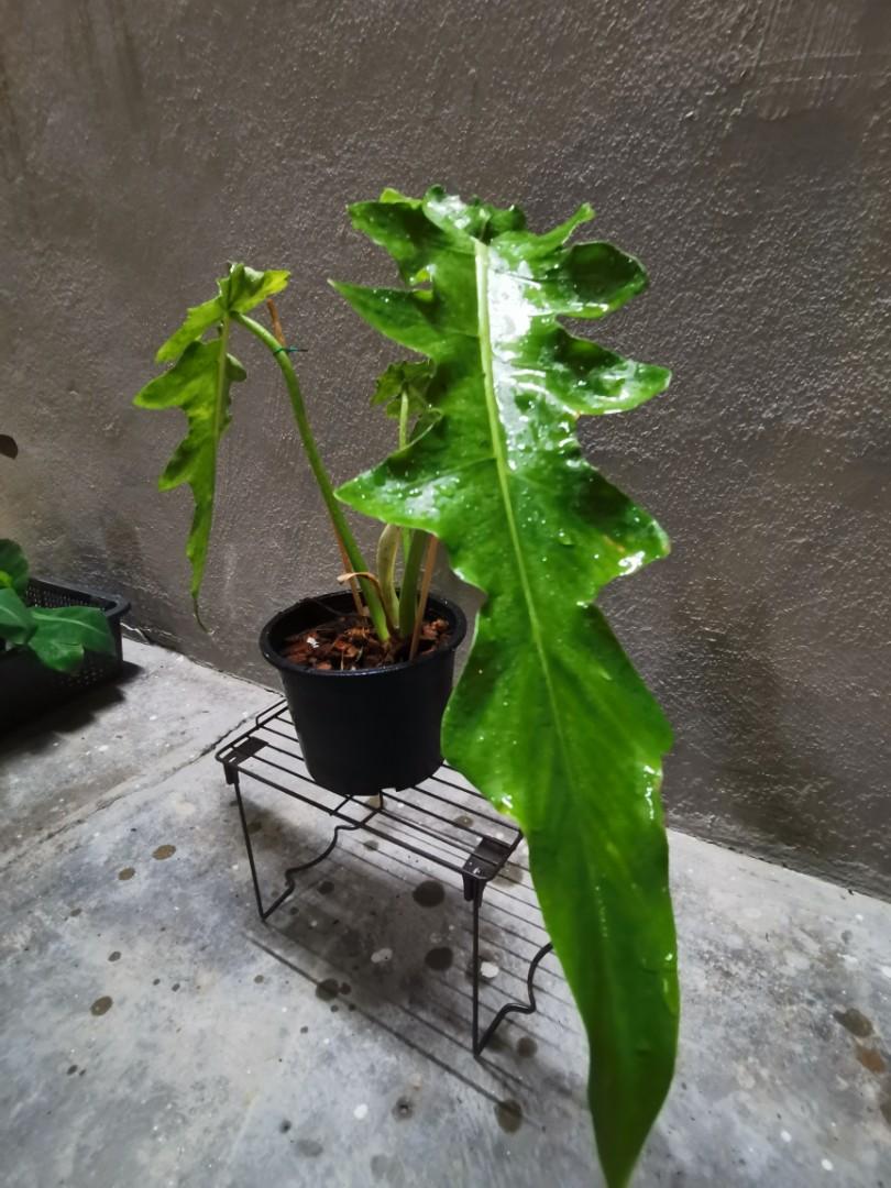 Philodendron Bob Cee Home Furniture Gardening On Carousell