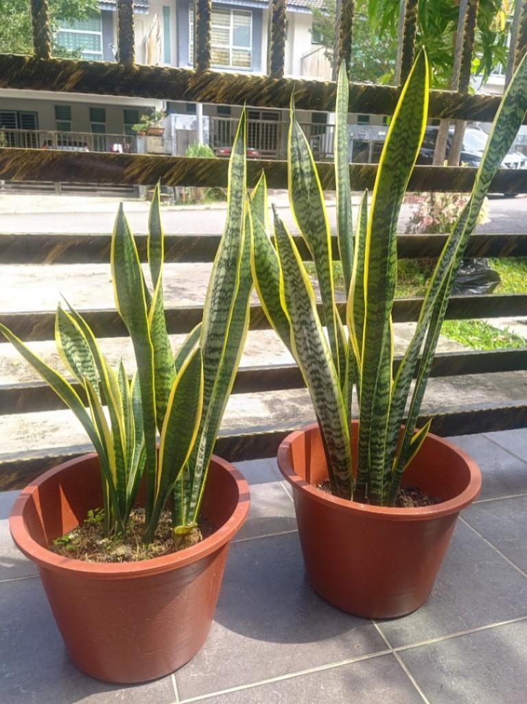Pokok Mak Mertua Lidah Jin Snake Plant Besar Home Furniture Gardening On Carousell