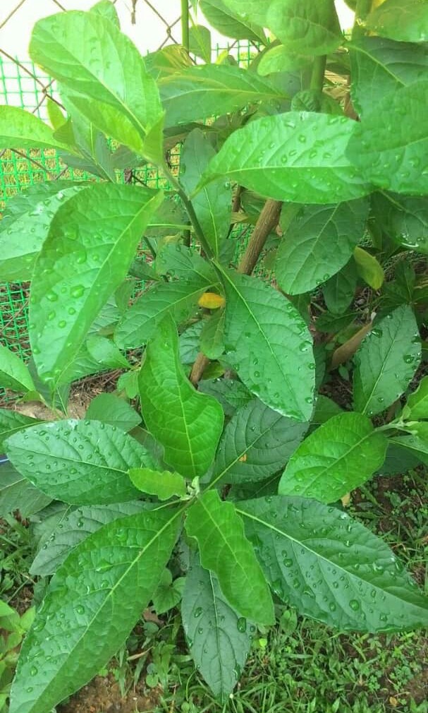 Pokok Pecah Beling Pecah Kaca Home Furniture Gardening On Carousell