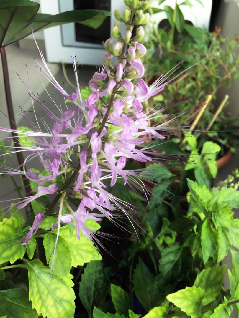 Rare Purple cat whiskers plant, Gardening, Plants on Carousell
