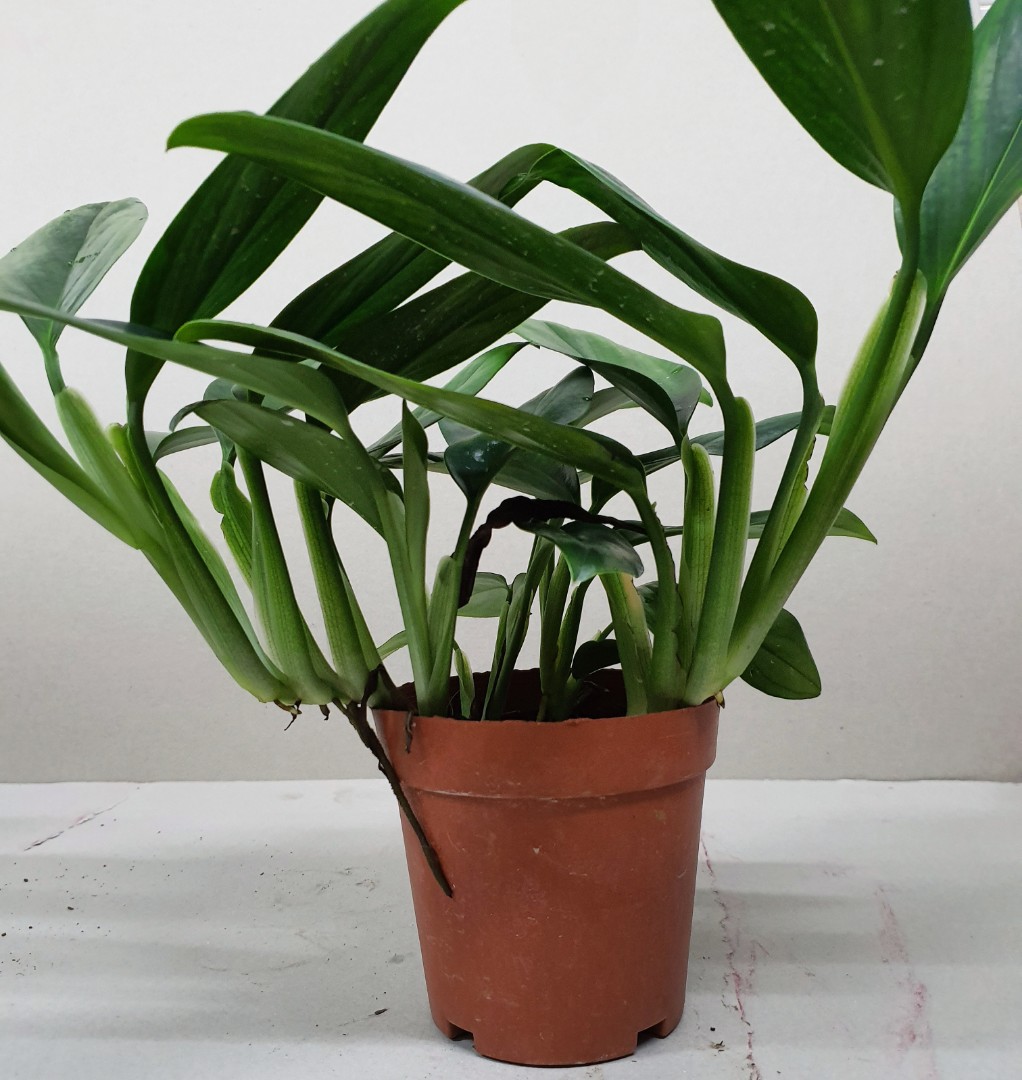 Monstera Standleyana Philodendron Cobra Furniture Home Living Gardening Plants Seeds On Carousell