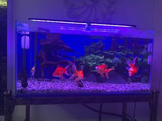 (Category: ) located in . Submitted by kusa105 (Listing ID 1013858849, Image 1). Description: .