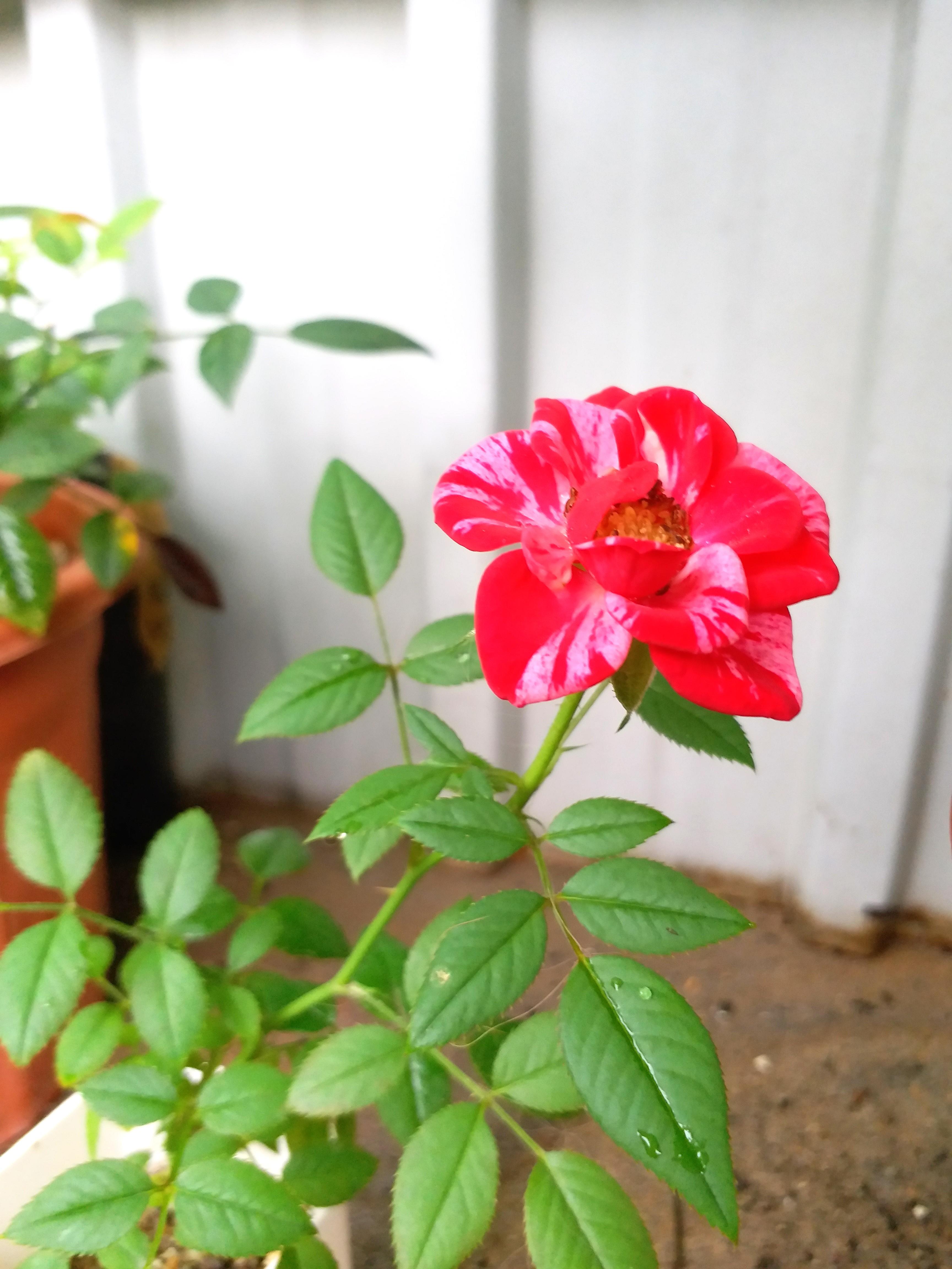 玫瑰花迷你盆栽花苗紅白混色特別品種全年開花易打理red And White Mini Rose Plant 傢俬 家居 家居裝飾 人工植物盆栽 Carousell