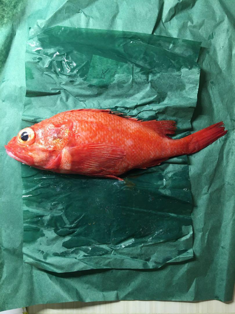 日本喜知次鮮魚kinki Fish 極罕見及珍貴 嘢食 嘢飲 即食餐 Carousell