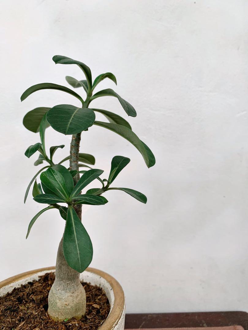 Bonsai Kalachuchi Furniture Home Living Gardening Plants Seeds On Carousell