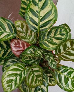 (Category: ) located in . Submitted by aedecoplant (Listing ID 1013829494, Image 1). Description: .