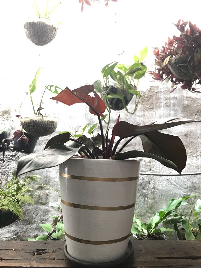 Philodendron Black Cardinal Gardening Flowers Plants On Carousell