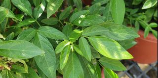 (Category: ) located in . Submitted by urban.cultivar (Listing ID 1013915134, Image 1). Description: .