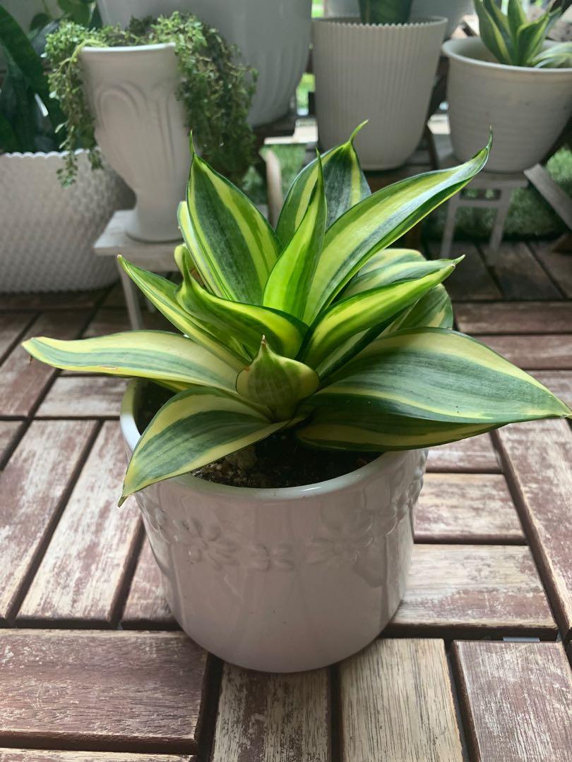 Dwarf Snake Plant In White Ceramic Pots Gardening Plants On Carousell
