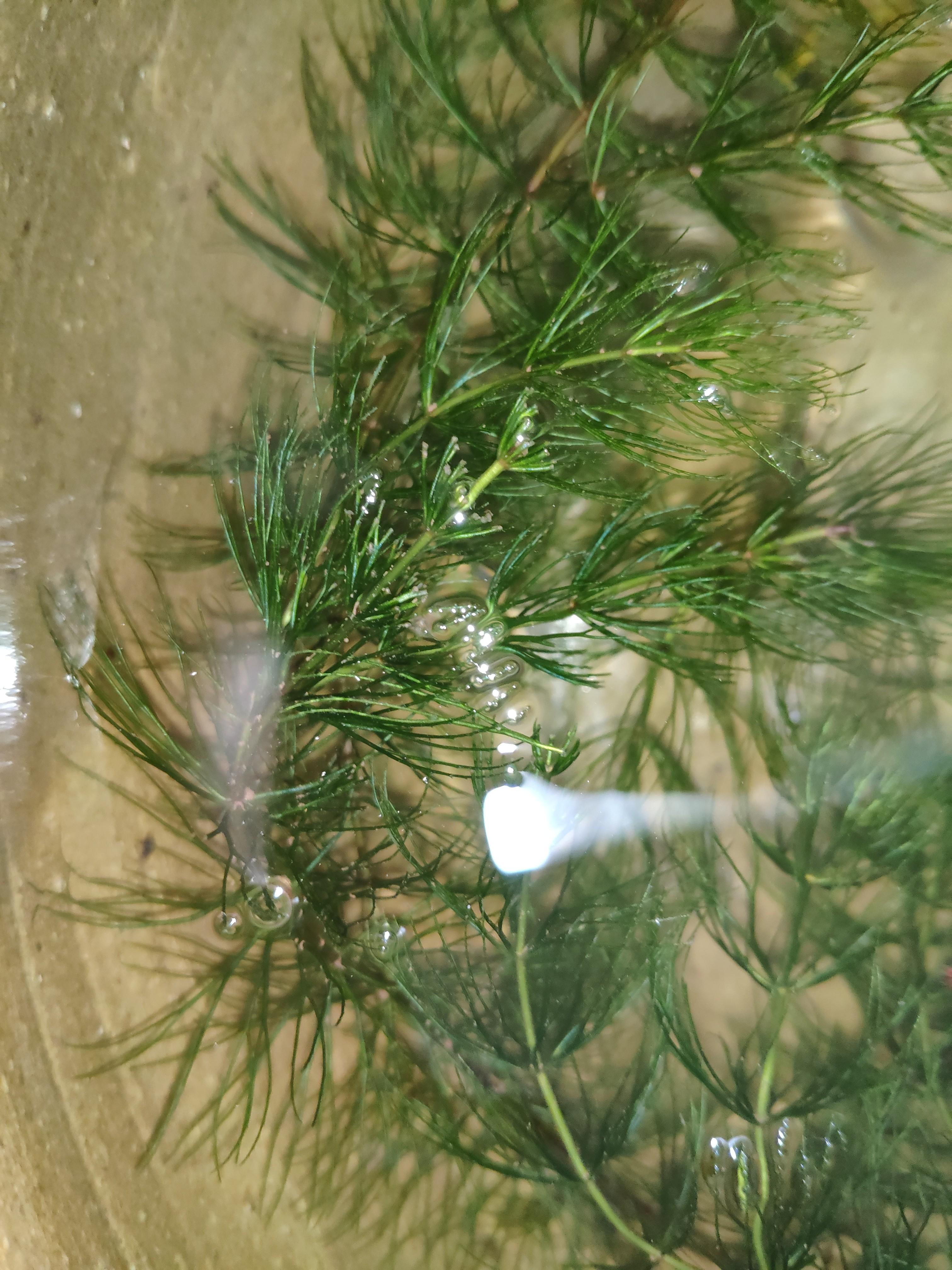Hornwort Aqua Plants Pokok Akuarium Guppy Ikan Laga Betta Home Furniture Gardening On Carousell