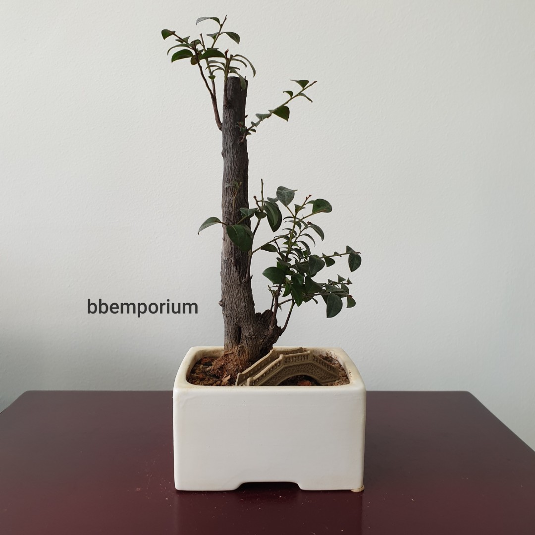 Mini Rosewood Bonsai 🍃 (ND11), Gardening, Plants on Carousell