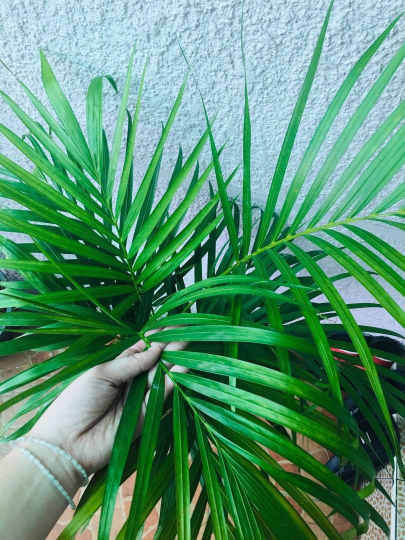 PALMERA INDOOR HOUSE PLANT, Furniture & Home Living